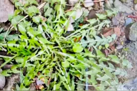 自制蒲公英茶图片