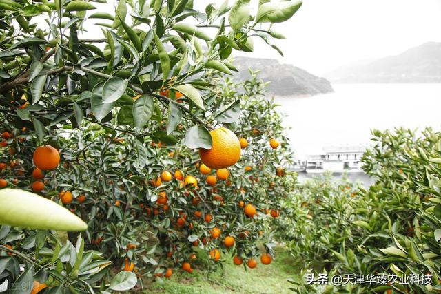 氨基酸对氮磷钾的“辅助”作用，老农民：种地用肥是门技术