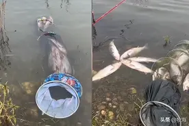 武汉出现成群大白鲢，江面几乎沸腾，长江禁渔：20年一遇鱼群现身图片