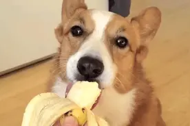 狗狗遇到这“6种水果”，吃着比肉还香！图片