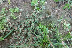 人见人挖的“痔疮草”，长得矮小，价值却非常高，遇见别不认识图片