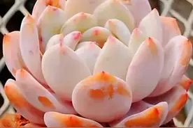 橙梦露一多肉界性感女神图片