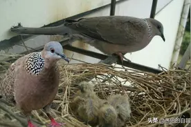 两只斑鸠在我家窗台“生儿育女”——从来到走一共四十来天图片