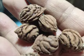 如何让你手中的桃核干净图片