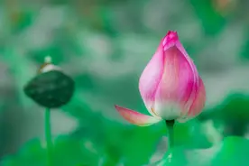 30首荷花诗词，风吹莲香，温柔了整个夏天图片