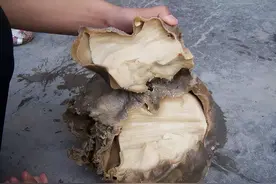 “太岁”究竟是什么东西？我国使用精密仪器，终于找到了答案图片