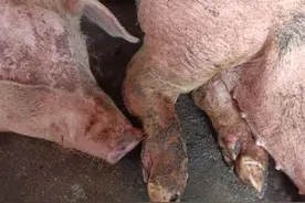 非瘟疫情肆虐，做好口蹄疫疫苗精准、科学免疫非常重要图片