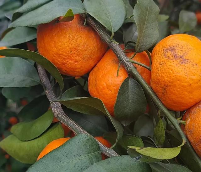 注意！清园前需先恢复树势，采后15天内淋水肥，否则落叶严重