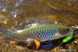 军鱼：力与美的结合体！真正的“淡水鱼之王”，穿梭于水中的精灵图片