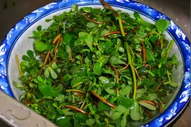 一去火，二杀菌，三通便，农村遍地是，全身是宝，可惜很多人当草图片