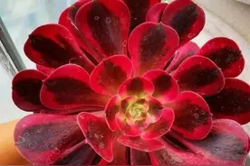 ​进入夏季，法师会掉叶子，变成光杆司令，赶紧拿到阴凉地养护图片