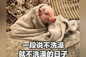 表情包‖猪猪合集②图片