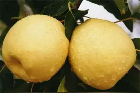 梨是酸性还是碱性？秋季吃梨润肺止咳，但生吃熟吃差别很大图片