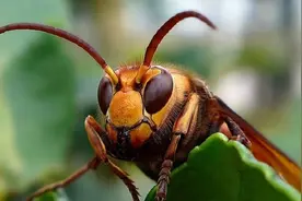 大黄蜂战斗实力爆表，亚洲蜜蜂却不怕它，它有何绝招能抗击天敌？图片