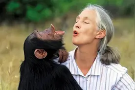 人和猩猩有共同祖先，为何不能产下后代，而马驴却能生下骡子呢？图片