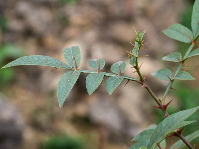 妇科盆腔炎，附件炎症，带下绵绵不断有异味，总结几款常用药！