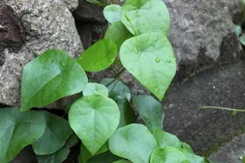 传说中的“千金藤”，酷似何首乌，果实似葡萄，看看你认识吗？图片