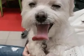 怎么训练狗狗睡在床上？这几个习惯，狗主人要尽快开始培养图片