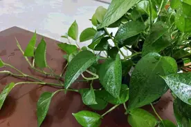 养绿萝，不浇3种水，不放3个地方，整个冬天郁郁葱葱图片