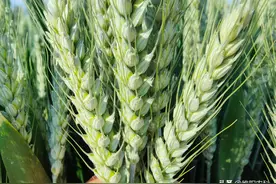 小麦灌浆期，只需多做这一步，籽粒饱满不早衰图片