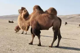 您了解骆驼吗？图片