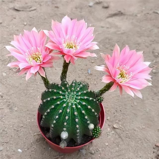 8款开花仙人球,又美又好养,花大色艳,超赞