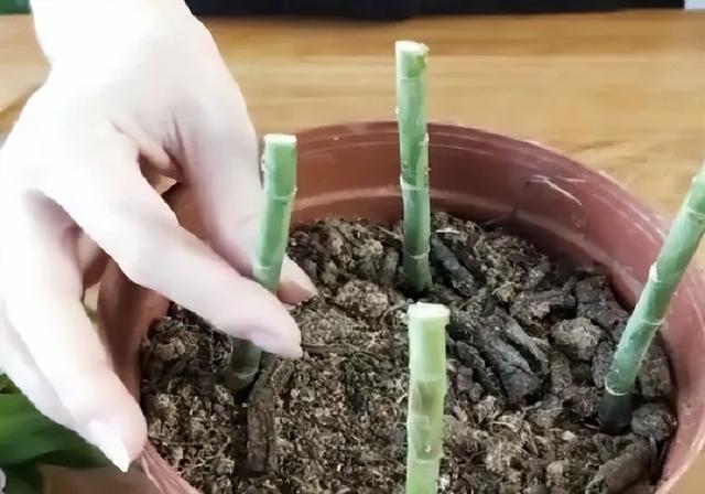 百合花开花后别扔掉，这样处理一下，花朵又大又惊艳，年年开花