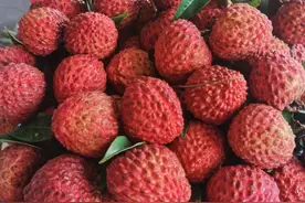 钦州荔枝、百色芒果上市，广西人的“水果自由”来了！图片