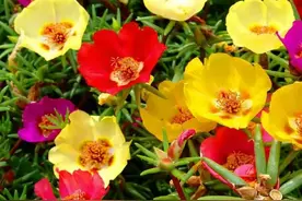 皮实耐燥的“太阳花”，你了解吗？一起来看看吧图片