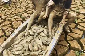 禁渔的尽头是上餐桌？鄱阳湖大量野生鱼被一船船拉走，网友：痛心图片