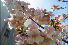 梧桐花带我回老家图片