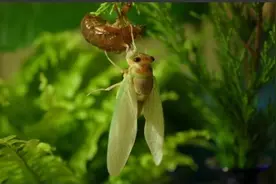 蝉的一生告诉我们什么道理图片