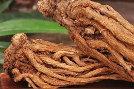 当归主产于哪里？当归功效及价格大全【兰青生物】中药材批发图片