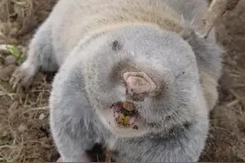 这老鼠人称“地羊”，20年前是农村一害，现在30一只当药材图片