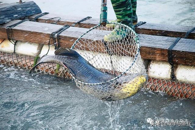 鱼胶是哪里的特产 2025年鱼胶是哪个地方的特产