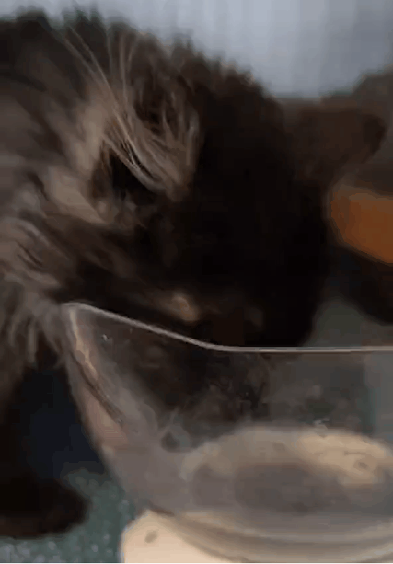 在宠物医院花了1200元说没救了，到了救助站几毛钱就治好了！