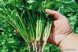 秋香菜什么时候播种？老农教你5招，香菜出苗快、出苗齐、长势旺图片