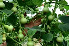 手捻葫芦怎么种？图片