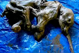 人类该警惕了吗？加拿大北部冻土带内，挖出4万年前猛犸象的遗骸图片