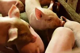 不同月份出生的生肖猪，哪些是早年劳碌命，晚年越来越享福？图片