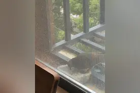 阳台与斑鸠图片