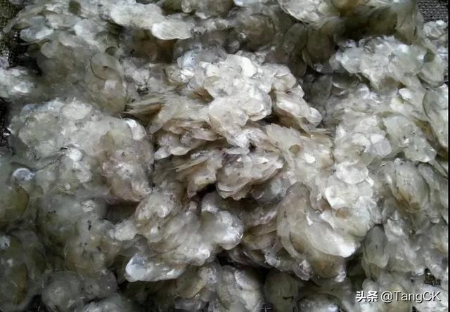 鱼鳞包小ck