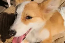 尴尬期的柯基瘦小像个尖嘴猴，多大脸才变宽呢？图片