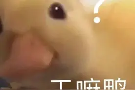 表情包：干嘛呀？图片
