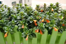 金鱼吊兰如何养护，才能长势旺盛，枝头挂满小金鱼，四季都开花图片