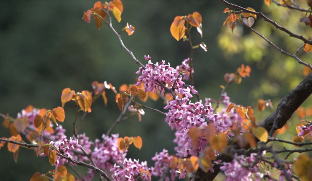 四川省民生研究会新媒体中心-官网