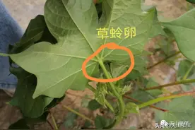 当前棉铃虫动态及植保防控建议图片