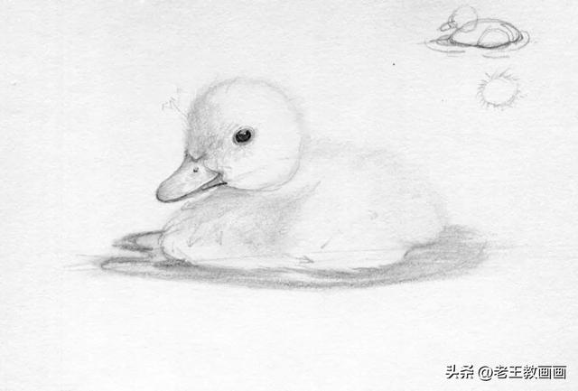 零基础素描教程，教你画一只小鸭子