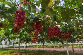 日本对“极甜”水果的病态追求：一串葡萄拍到150万，它凭什么？图片