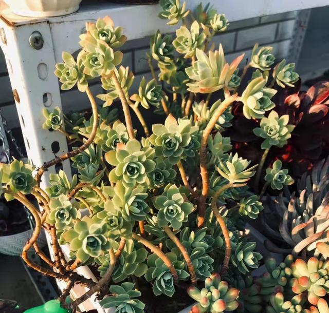 被肉友控养了3年的"薄化妆"老桩给惊艳了,这是老桩天花板了吧